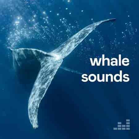 Whale Sounds 2023 торрентом